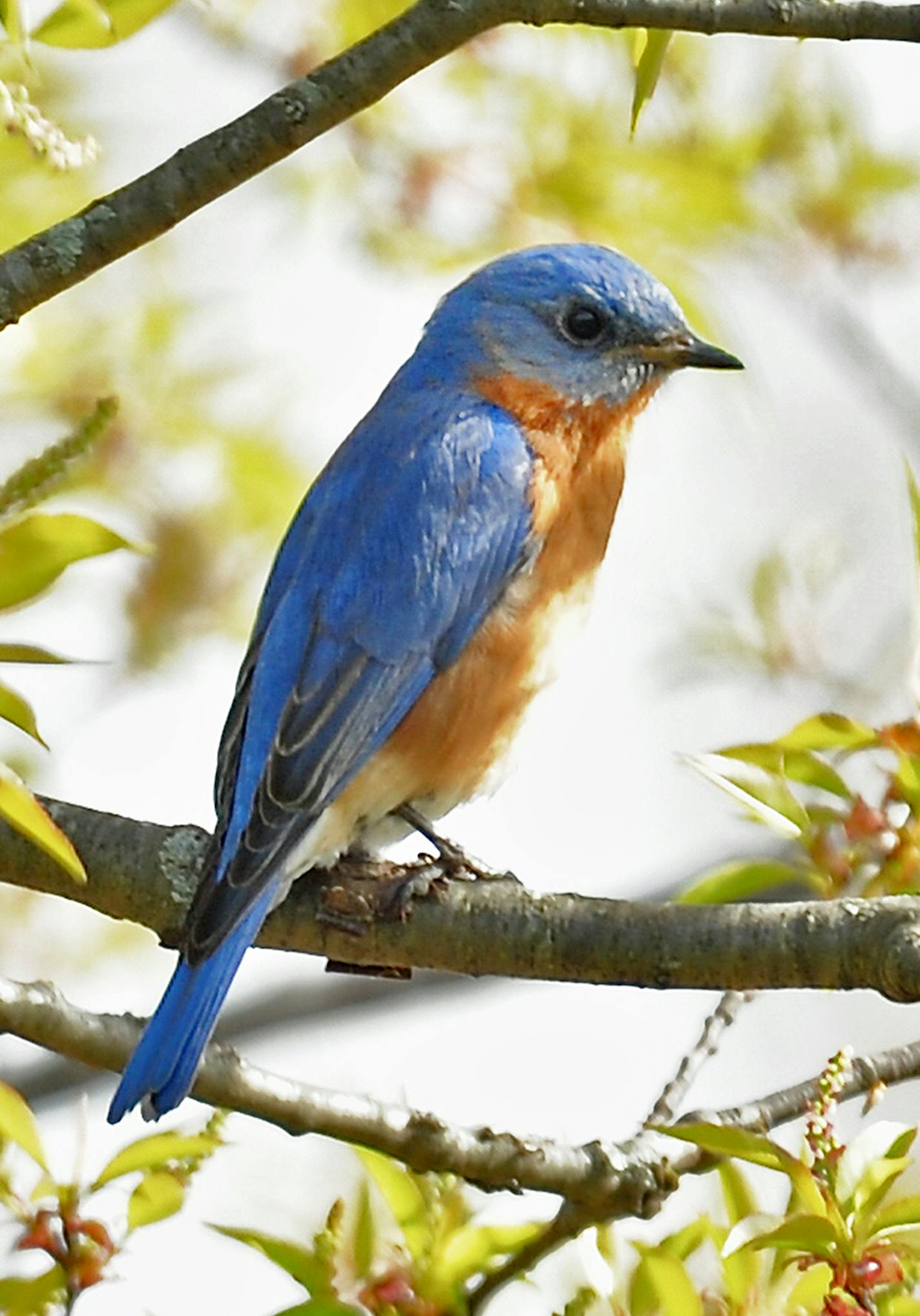 A bluebird's intense blue is even more so to females, who can see his ultraviolet colors.Jim Williams photo