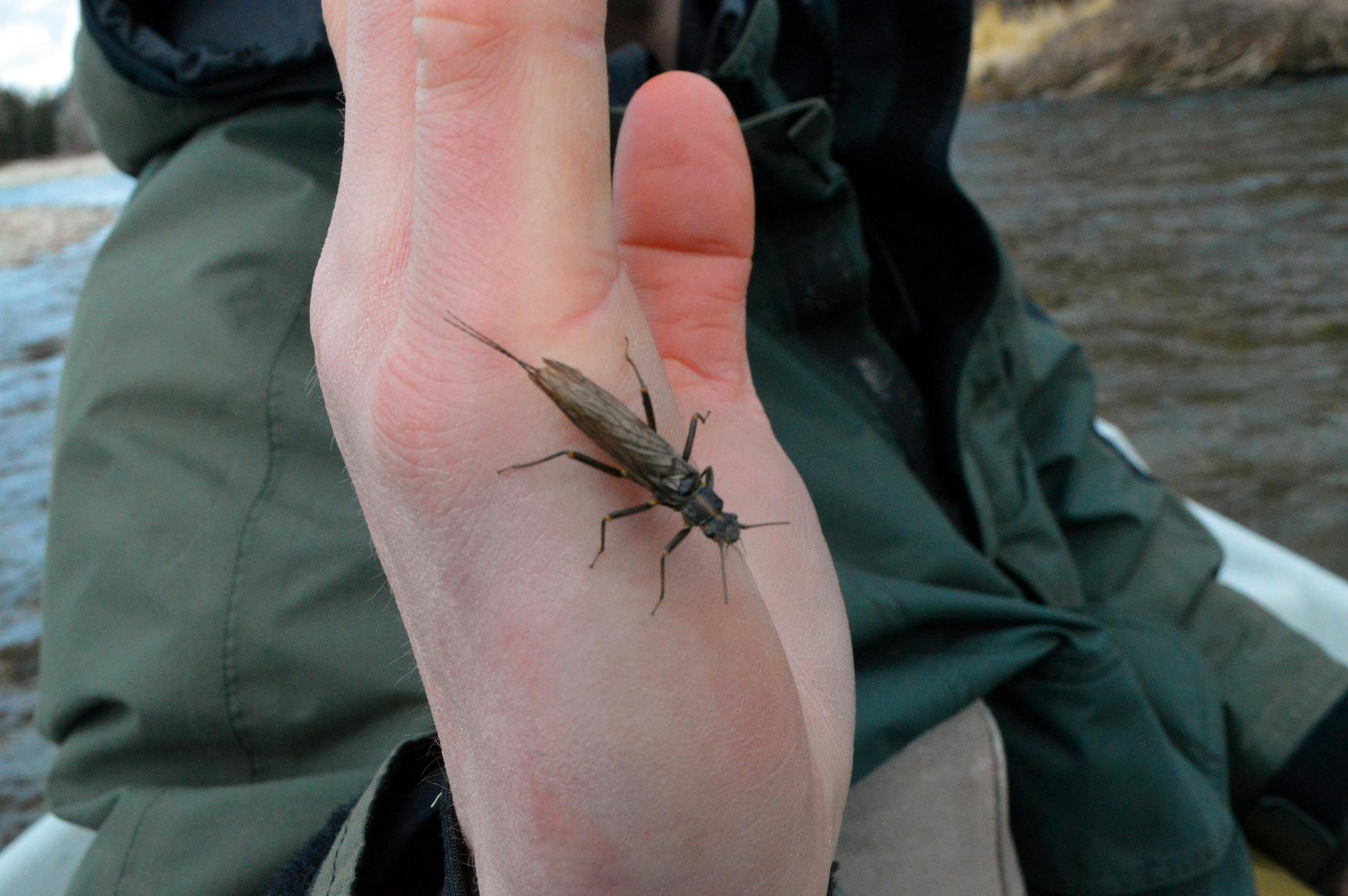 A stonefly known as the skwala appears in some western Montana rivers as winter winds down and before rivers rise due to melting snow. The hatch, when it occurs, can be readily matched by fly anglers, who often take trout on the surface with dry flies.
