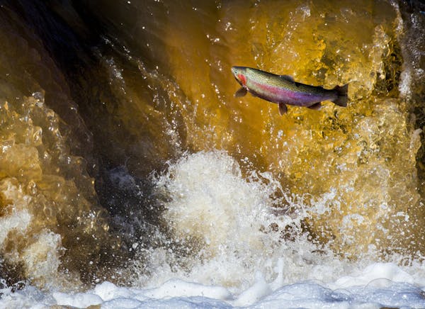 A steelhead jumped the falls along the Knife River in April 2016.