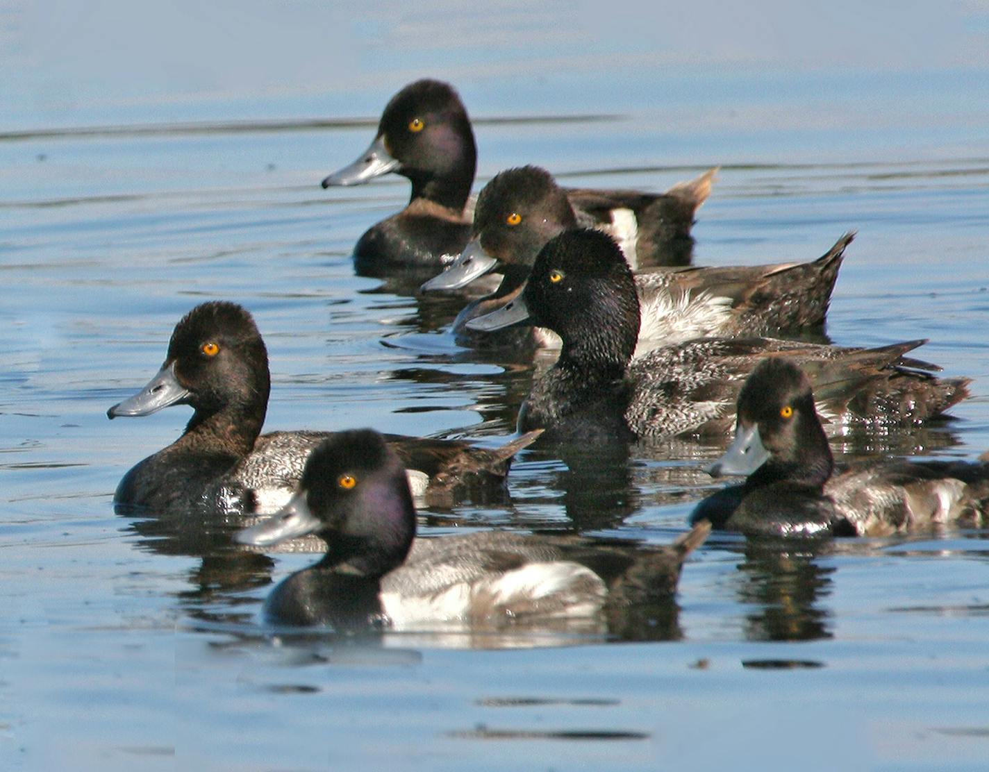 Scaup are also called bluebills.