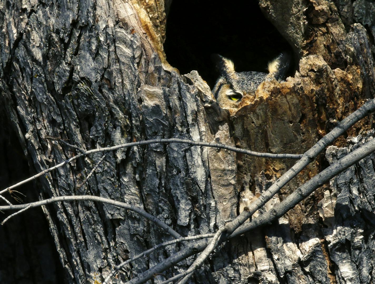 Despite the depressing spring snowfall that dumped as much as 17 inches of new snow on parts of central Minnesota, there are signs of spring showing up on the Minnesota landscape. Here, a Great Horned Owl, blending into her surroundings, sits on her nest in a hole in a large Silver Maple in St. Paul. ] BRIAN PETERSON &#xe2;&#x20ac;&#xa2; brian.peterson@startribune.com Minneapolis, MN 4/17/2014