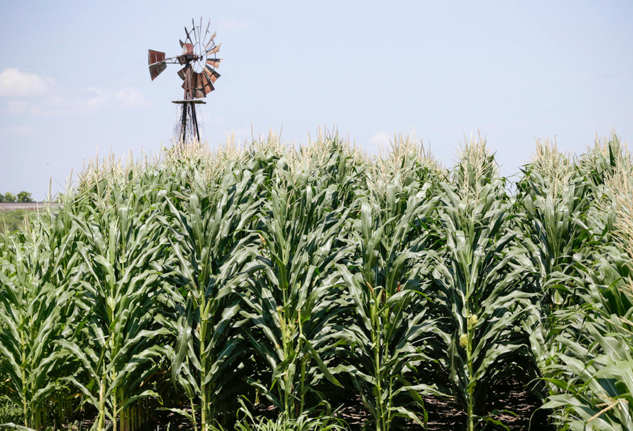 MBOLD is more specifically aimed at addressing global problems that threaten the food supply chain in the future.