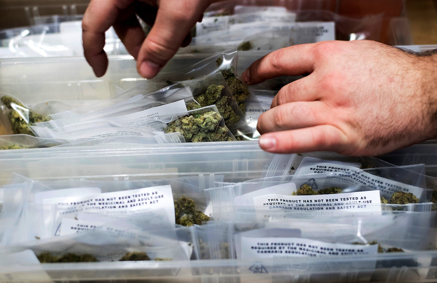 In this Jan. 6, 2018, file photo, an employee stocks cannabis at a store shortly before its first day of recreational marijuana sales in San Francisco.