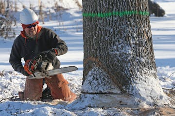 Emerald ash borer has been killing ash trees throughout Minneapolis since it was discovered more than a decade ago, and the city has condemned about 1