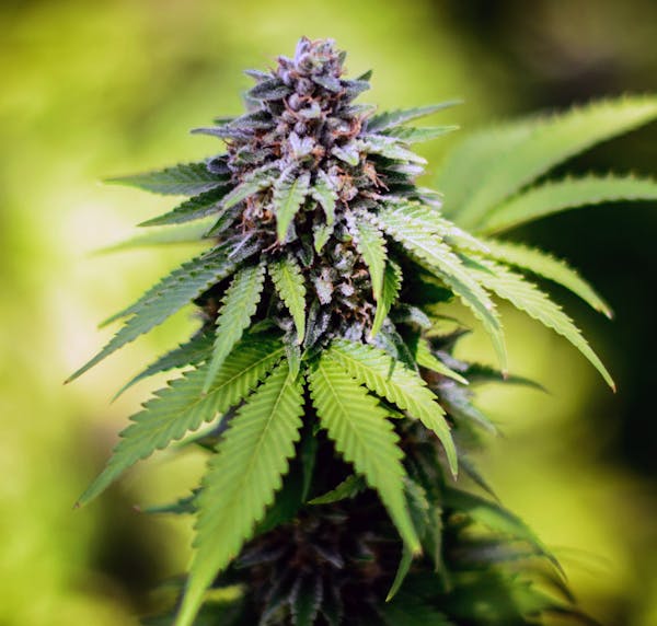 The medicinal chemicals are concentrated in the flowering buds of a cannabis plants. ] GLEN STUBBE * gstubbe@startribune.com Tuesday, May 5, 2015 The 