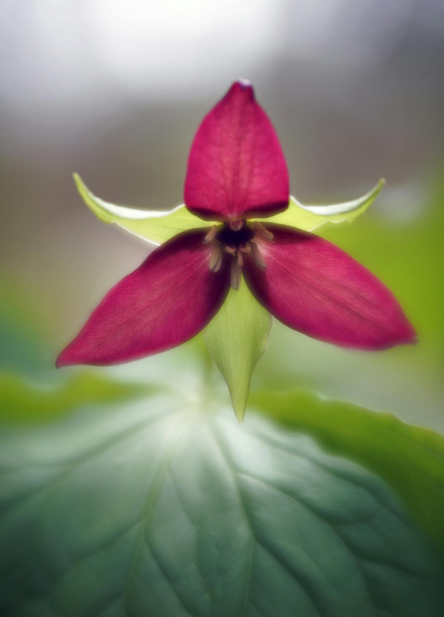 Purple Trillium in full bloom at Eloise Butler Wildflower garden in Minneapolis. ] Looking for a respite from the hustle and bustle without heading north? The Twin Cities is home to one of the best park systems in the nation and here are just a few of the Urban sanctuaries that will help you get your nature fix. brian.peterson@startribune.com
Minneapolis, MN Thursday, May 9, 2019