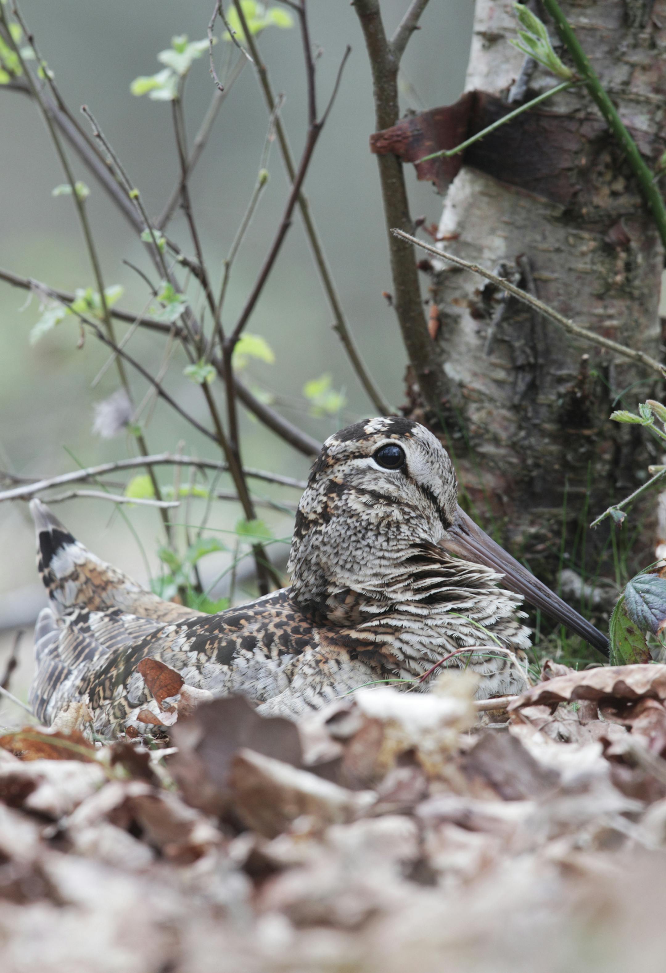 Woodcock, Scolopax rusticola, single bird on its nest in oak leaves, Debyshire, May 2010