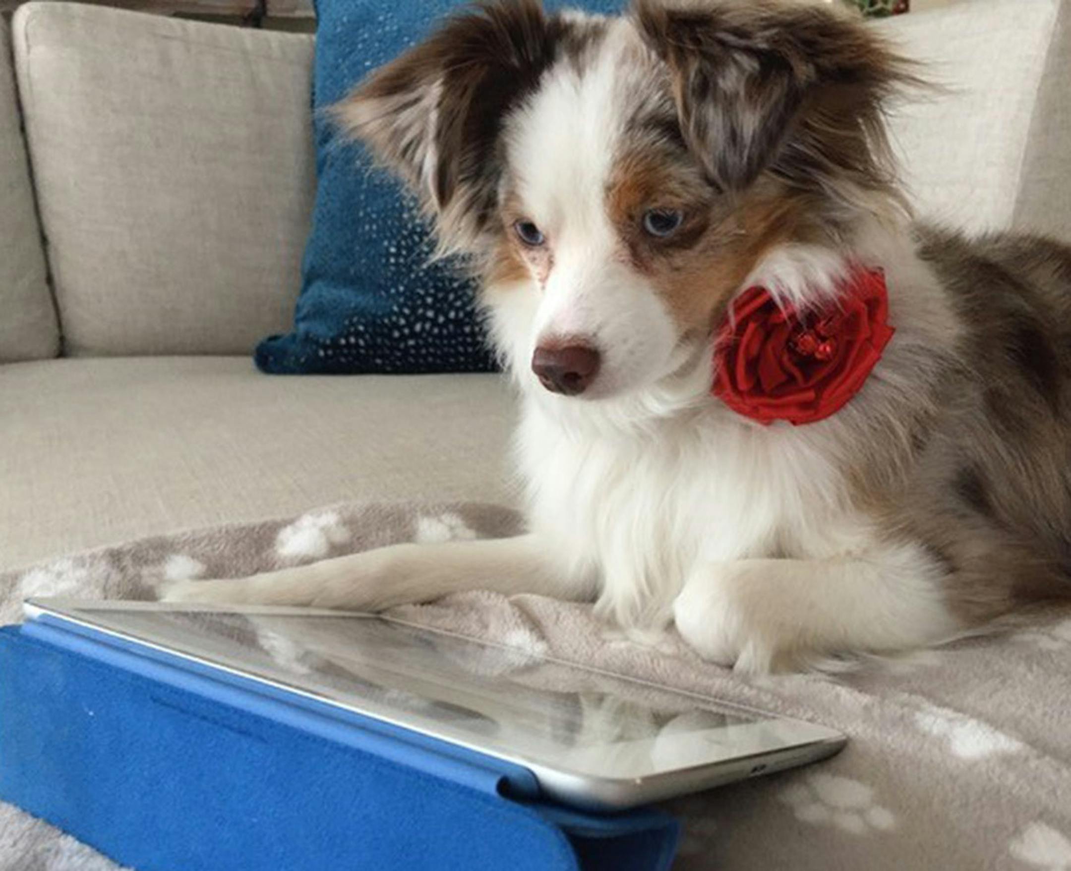 Robin Kelleher of Burnsville says Lina, a Toy Australian Shepherd, loves to work on her iPad.