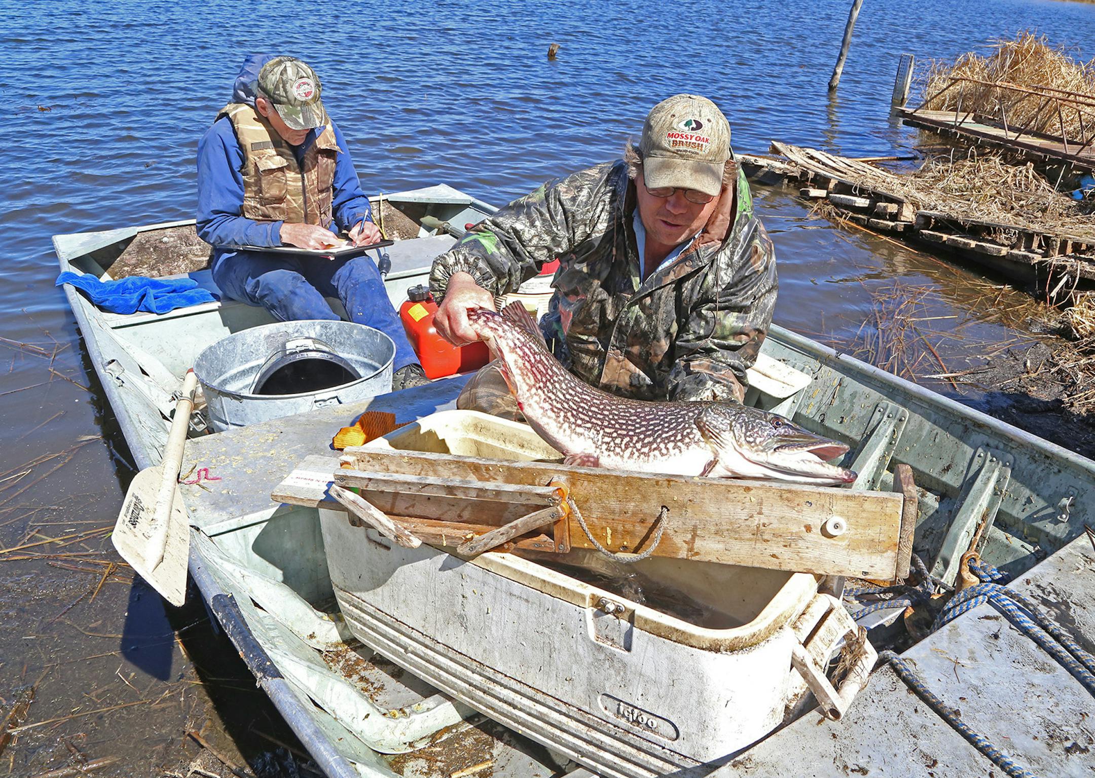A plump northern pike representative, increasingly, of the big northerns that swim in a northern Minnesota lake near Walker is about to be measured by Dallas Hudson of rural Akeley, Minn. Bruce Carlson is in the boat's stern recorded data from fish that were netted on a recent day.