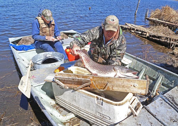 A plump northern pike representative, increasingly, of the big northerns that swim in a northern Minnesota lake near Walker is about to be measured by