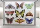Mesmerizing butterfly mural at MSP symbolizes rebirth for its artist