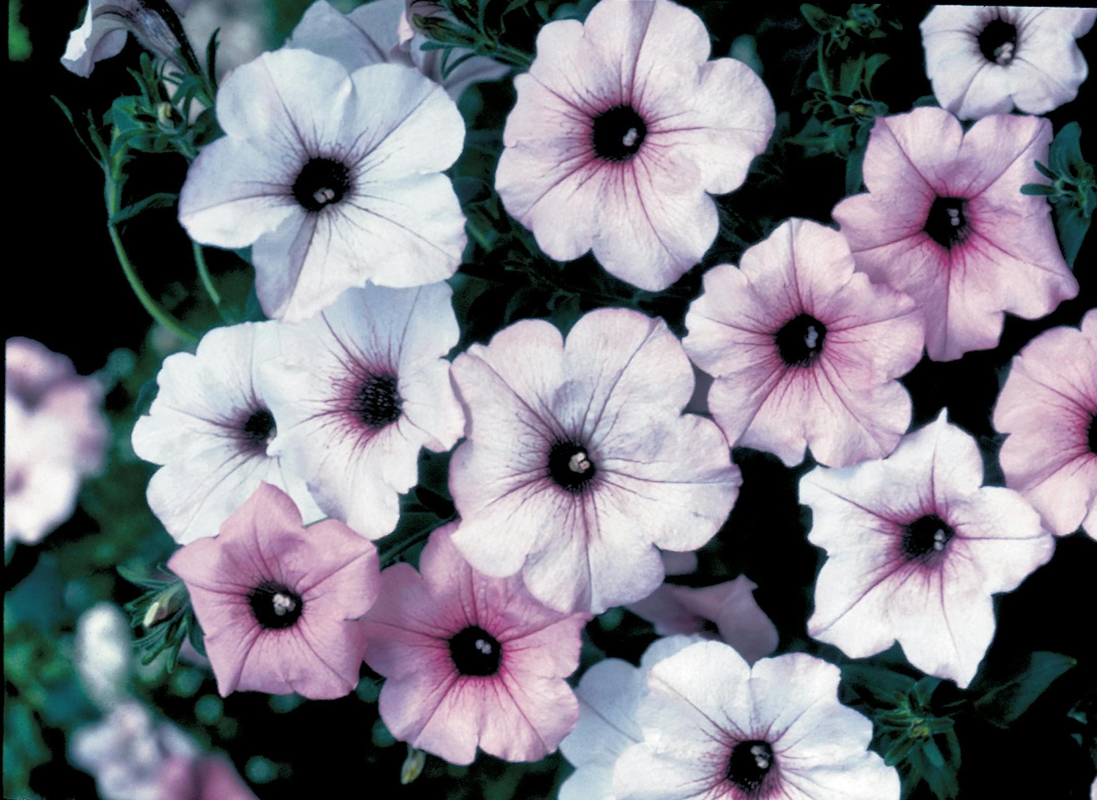 Petunia Tidal Wave Silver