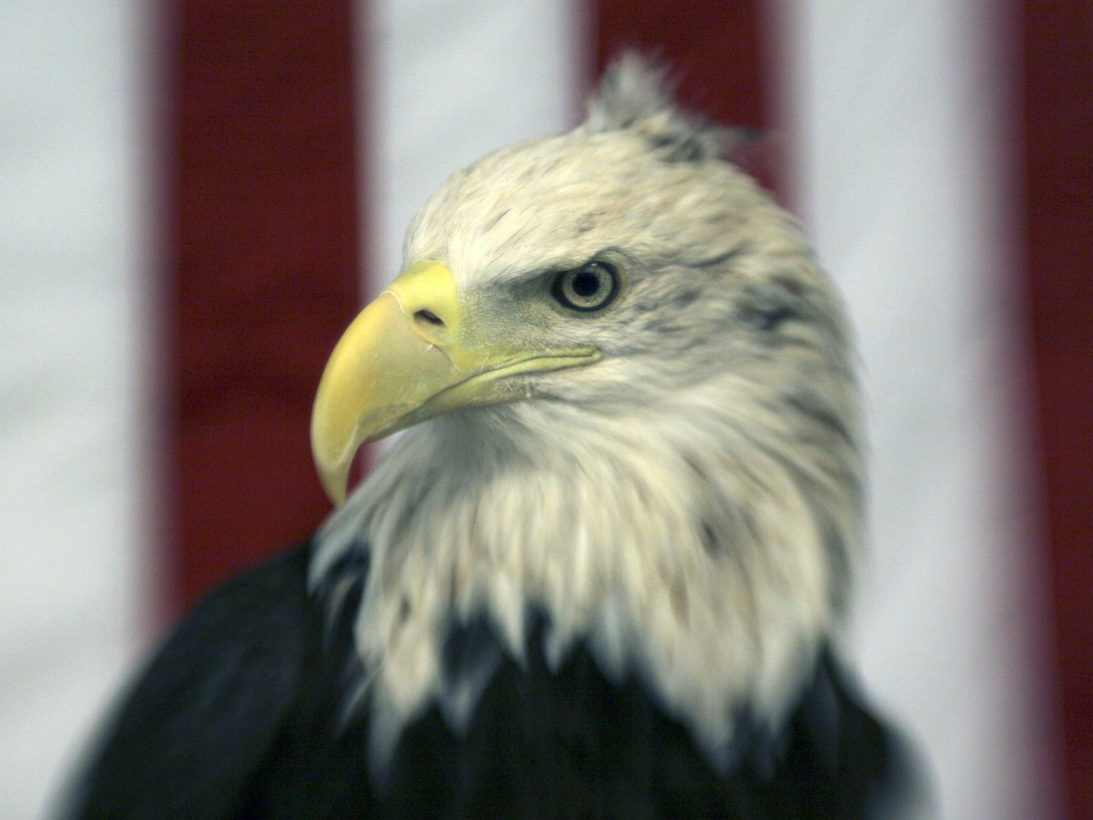 Harriet, one of the resident eagles at the National Eagle Center, poses for a portrait in one of the center's classrooms. She had just finished eating a frozen rabbit.