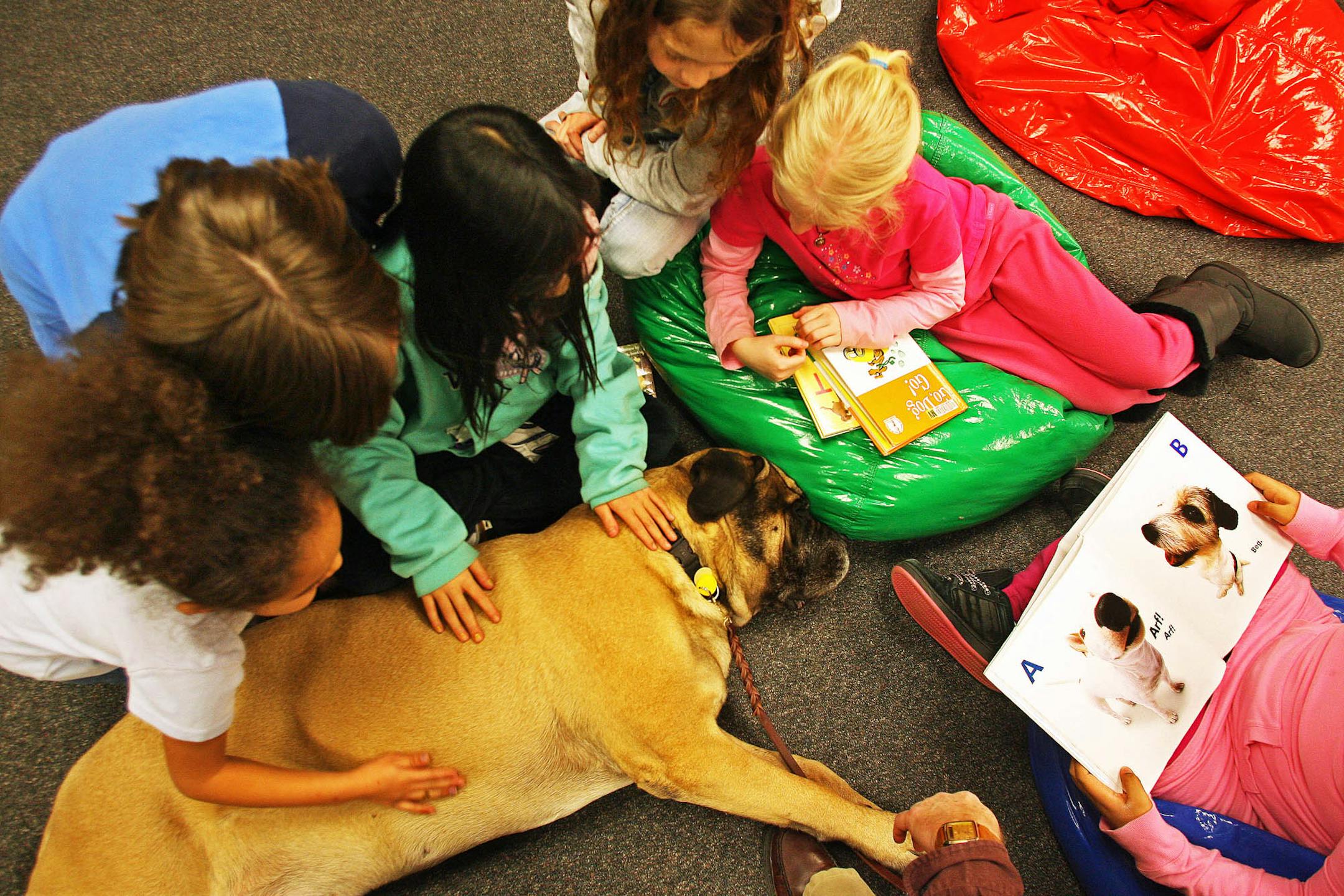 Kids gathered around to read with Otis, a 160-pound Old English mastiff, at the Mounds View Library. A group of therapy dog owners approached the Ramsey County libraries about volunteering, and the result is "Paws to Read," in which kids get a nonjudgmental (and cozy) audience when they read aloud.