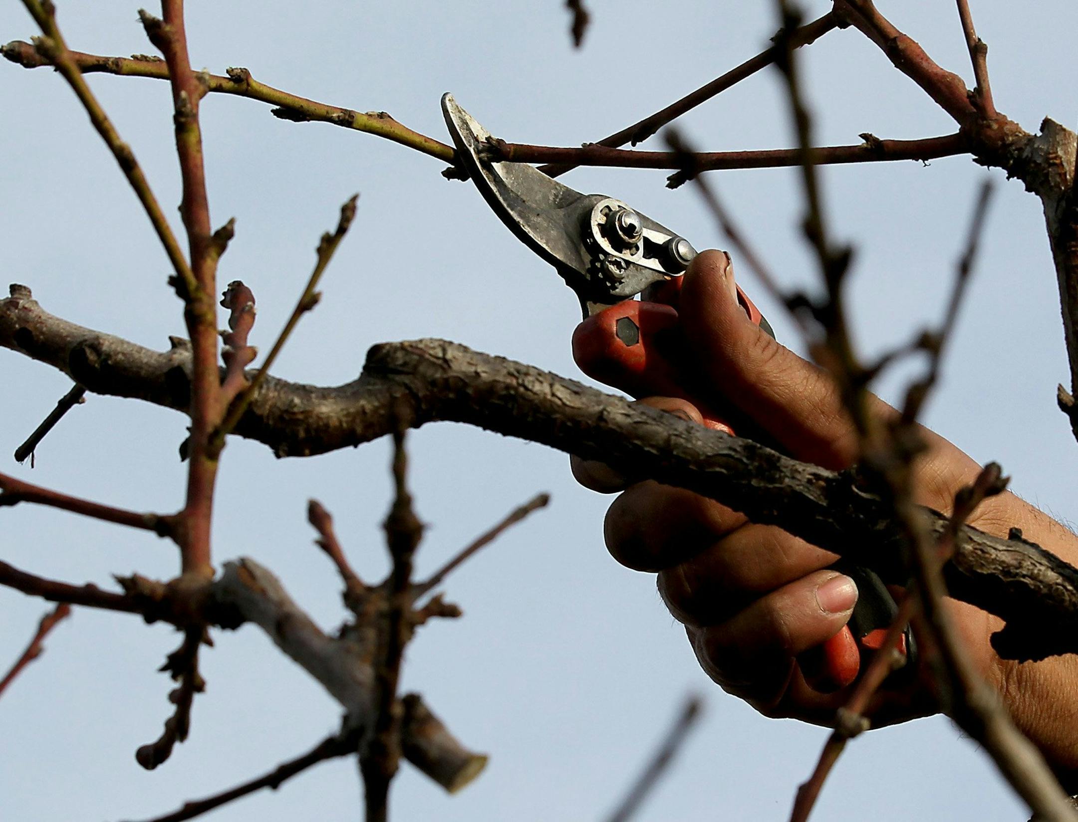 An employee of Island Mountain Tree and Plant Services prunes a peach tree in a Torrance, Calif., backyard in preparation for springtime growth. (Luis Sinco/Los Angeles Times/MCT) ORG XMIT: 1148411