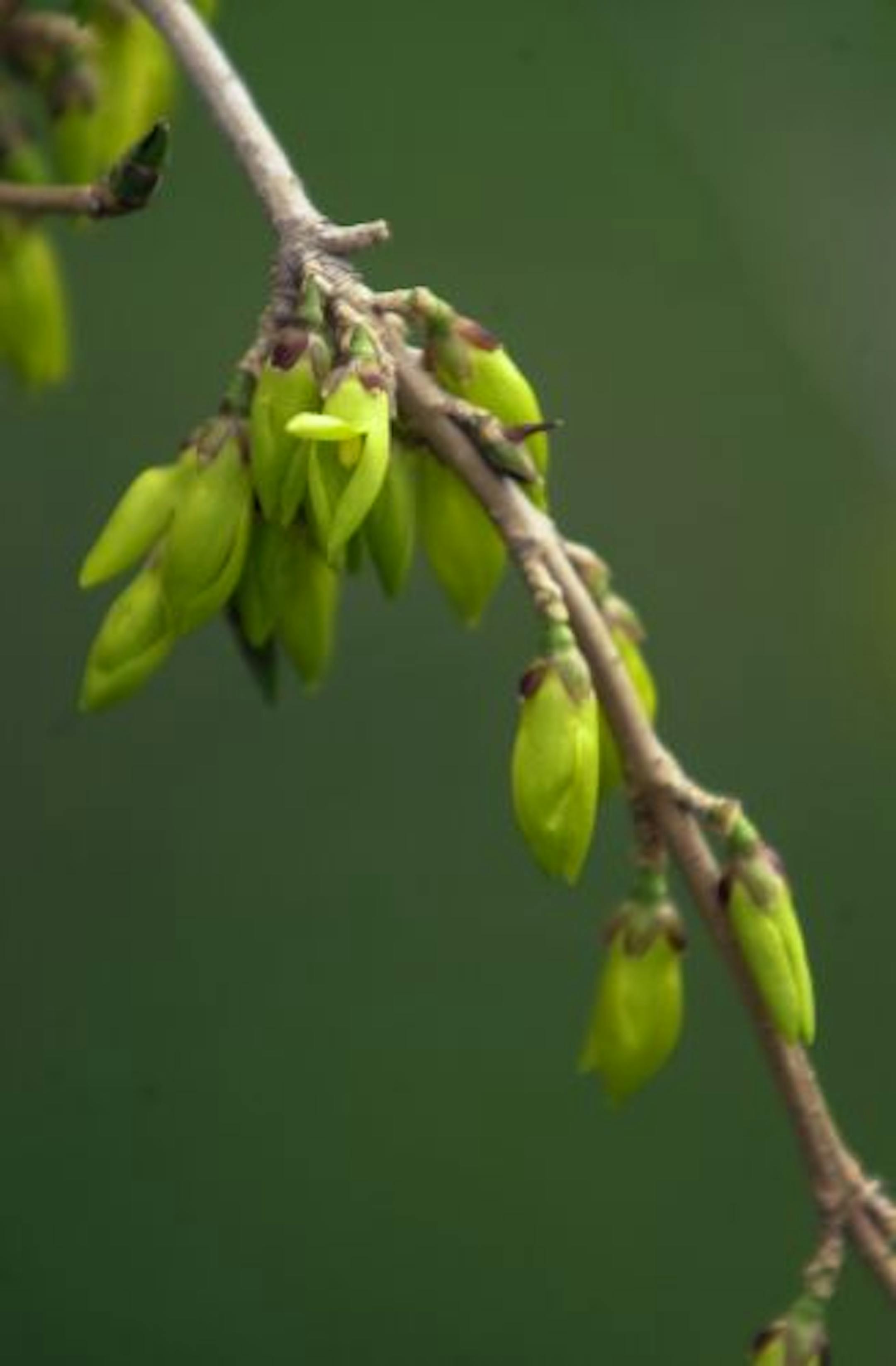 Forsythia blooming near Lake Harriet