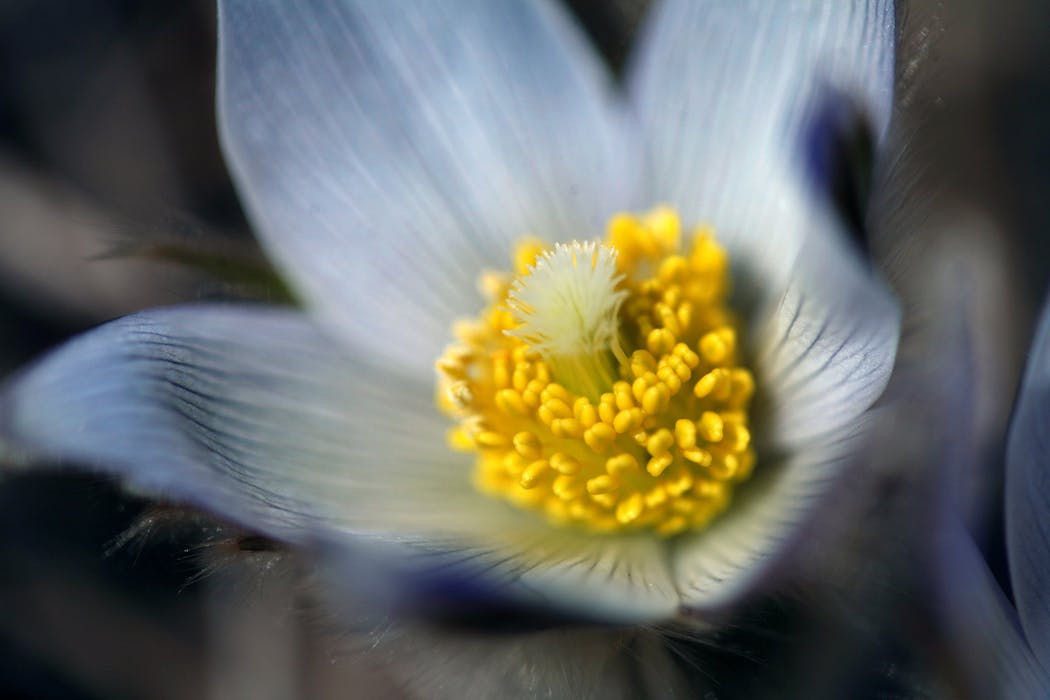 The pasque flower, a marker of a Minnesota spring.