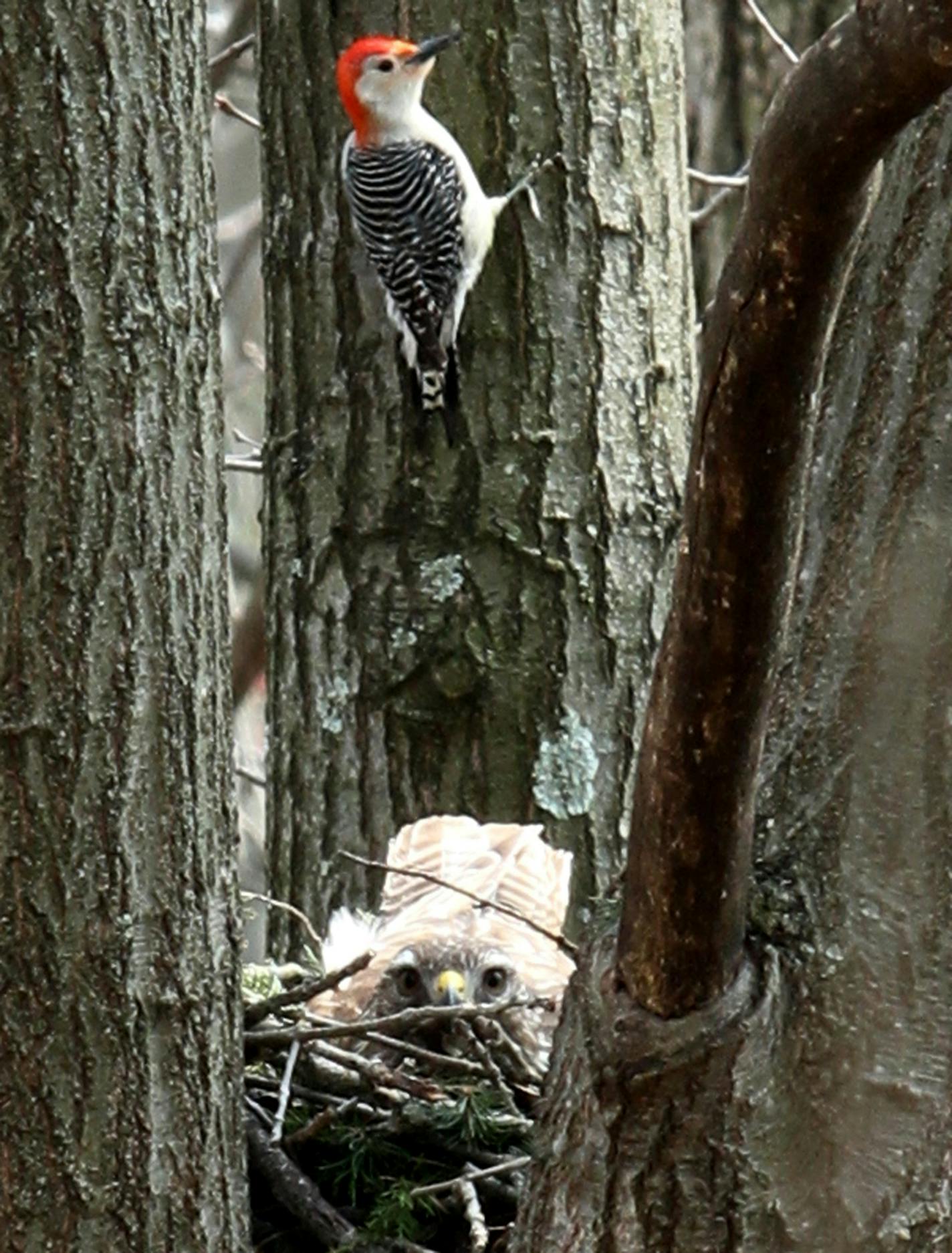 A red-bellied woodpecker searched a tree above a hawk.