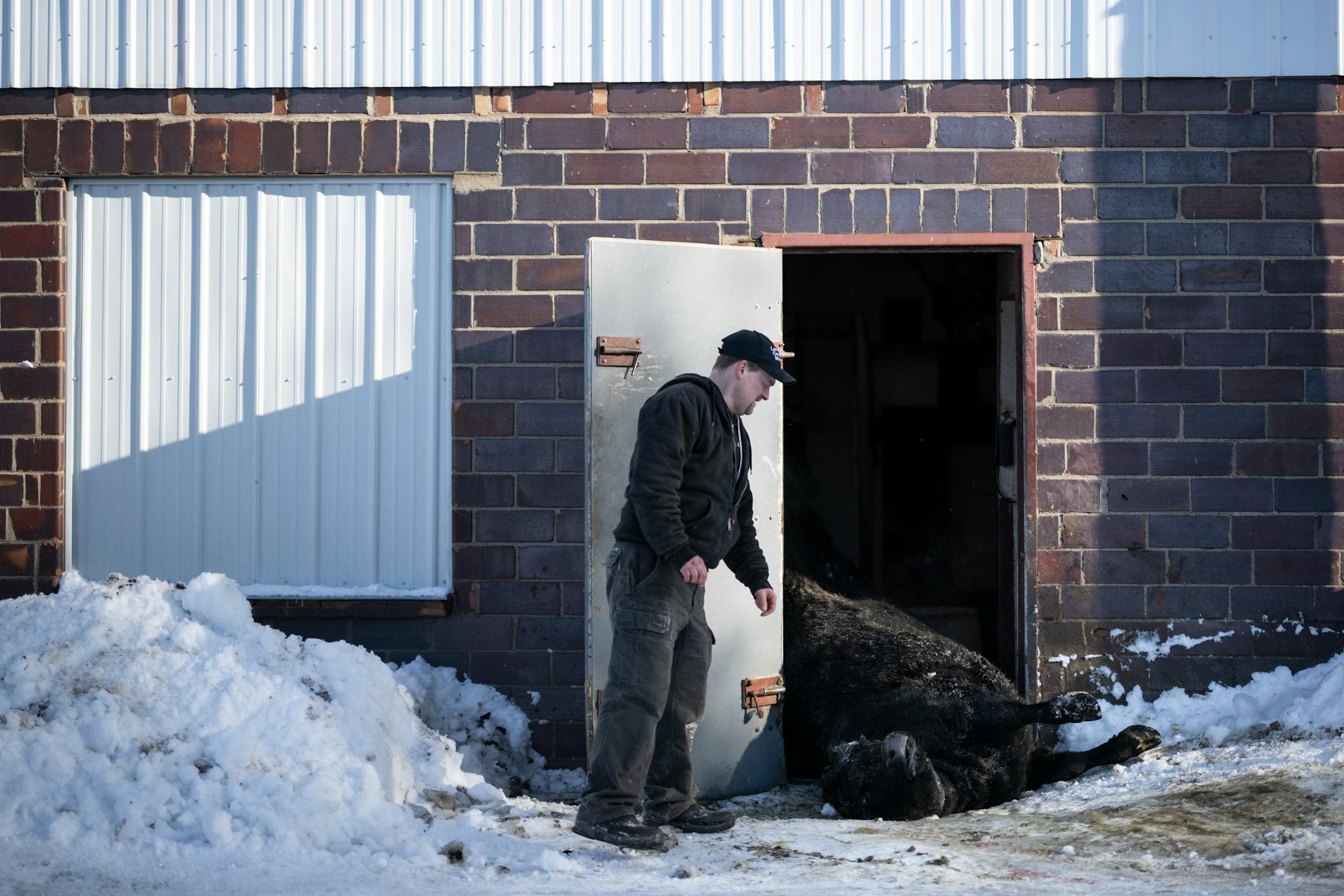 Lonsdale Country Market's second-generation owner Michael Wallin helps moved the carcass of a slaughtered steer to be butchered in the back of his shop.