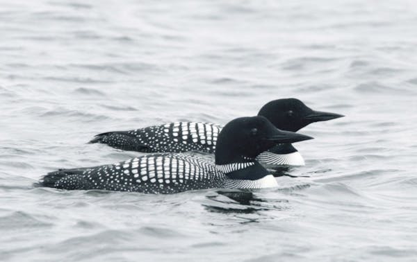 Common loons