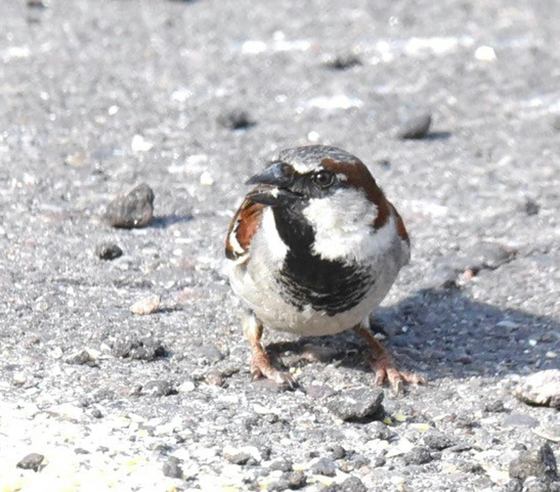 Male house sparrow. Jim Williams photo