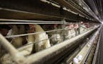 FILE - In this Nov. 16, 2009 file photo, chickens stand in their cages at a farm near Stuart, Iowa. China reopened its market to U.S. poultry, ending 