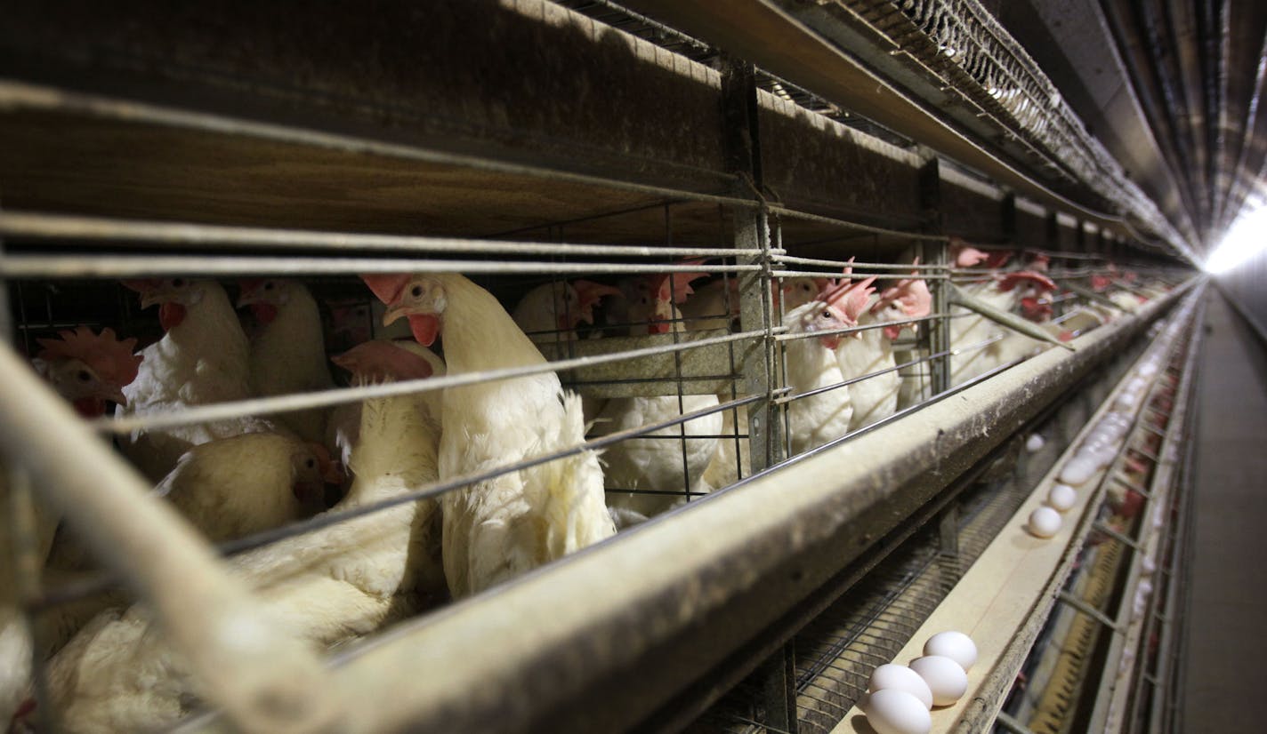 FILE - In this Nov. 16, 2009 file photo, chickens stand in their cages at a farm near Stuart, Iowa. China reopened its market to U.S. poultry, ending a five-year ban. China had blocked U.S. poultry imports after an outbreak of avian influenza in December 2014, closing off a market that bought more than $500 million worth of American chicken, turkey and other poultry products in 2013. (AP Photo/Charlie Neibergall, File)