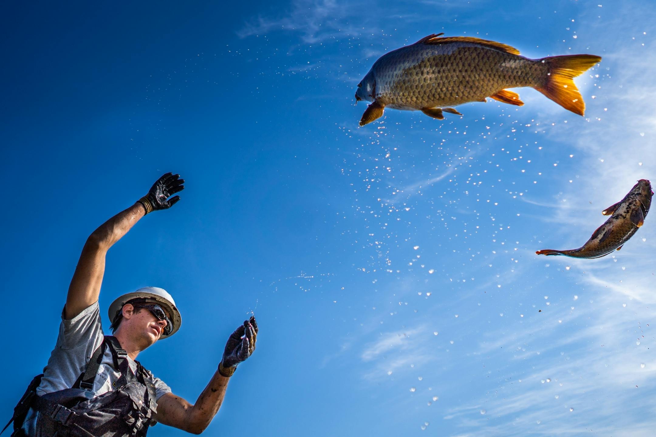 Aaron Claus of Carp Solutions hurled a carp from their boat in to the back of a waiting pickup truck.