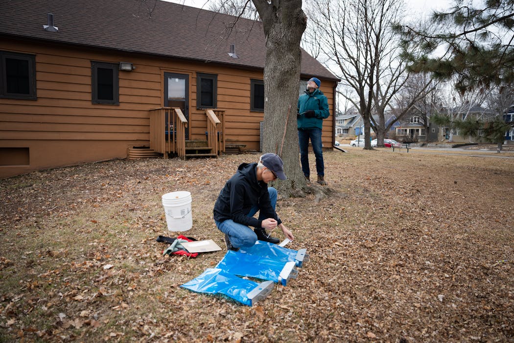 Kristi Anderson, a member of the Urban Sap Tap Project, preps sap collection bags as Steve Brandt looks over a maple tree at King Park in Minneapolis on Feb. 13.