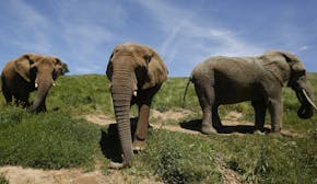 In this Friday April 26, 2019 photo three African elephants, Maggie, left, Lulu, center and Toka roam through the Performing Animals Welfare Society's