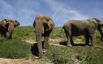 In this Friday April 26, 2019 photo three African elephants, Maggie, left, Lulu, center and Toka roam through the Performing Animals Welfare Society's
