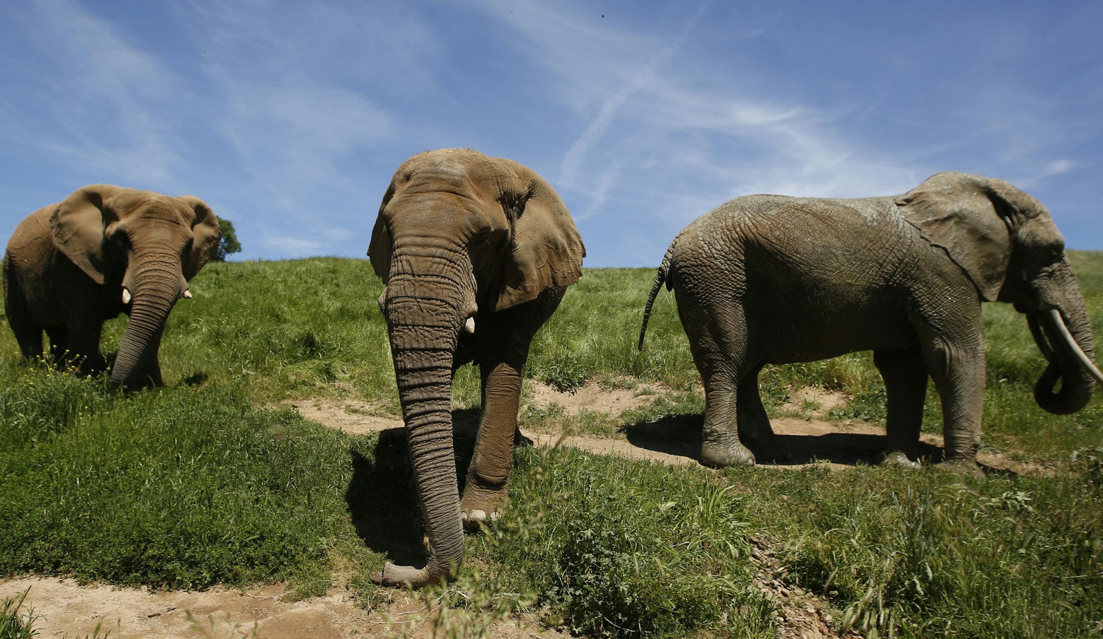 In this Friday April 26, 2019 photo three African elephants, Maggie, left, Lulu, center and Toka roam through the Performing Animals Welfare Society's ARK 2000 Sanctuary near San Andreas, Calif. The more than 2,000 acre sanctuary was built more than a decade ago to provide a more natural environment to animals that have spent years displayed at zoo's or forced to perform at circuses.(AP Photo/Rich Pedroncelli)