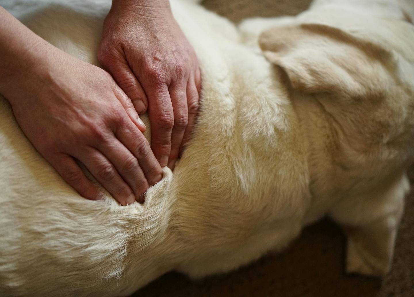 Dog massage therapist Heidi Hesse works with Brinks, who suffers from a liver disease. After the massage session, Brinks regained his appetite and began to eat.]Heidi Hesse, massage therapist for dogs, works on a 10-year-old yellow lab, a service dog for his owner who has MS. Richard Tsong-Taatarii&#xef;rtsong-taatarii@startribune.com