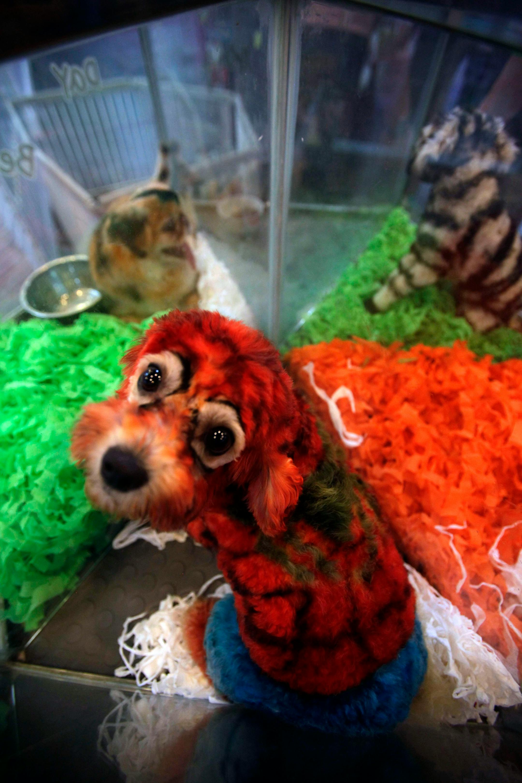In this photo taken on June 14, 2010, "Spiderwoman," a 4-year-old female Bichon dyed to look like the Spiderman, looks up from a plastic cage near other dogs dyed to look like a tiger and a zebra at the Ruowen Pet Spa in Beijing where half a dozen dyed dogs on display. Once banned by the Communist Party as bourgeois, pet ownership is booming in China, spawning a slew of new cat and dog care pampering businesses, where pets are treated to pedicures, rose petal bubble baths and massages. (AP Photo/Ng Han Guan)