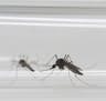 In this Monday, May 23, 2016 photo, Aedes aegypti mosquitos sit inside a glass tube at the Fiocruz institute where they have been screening for mosqui
