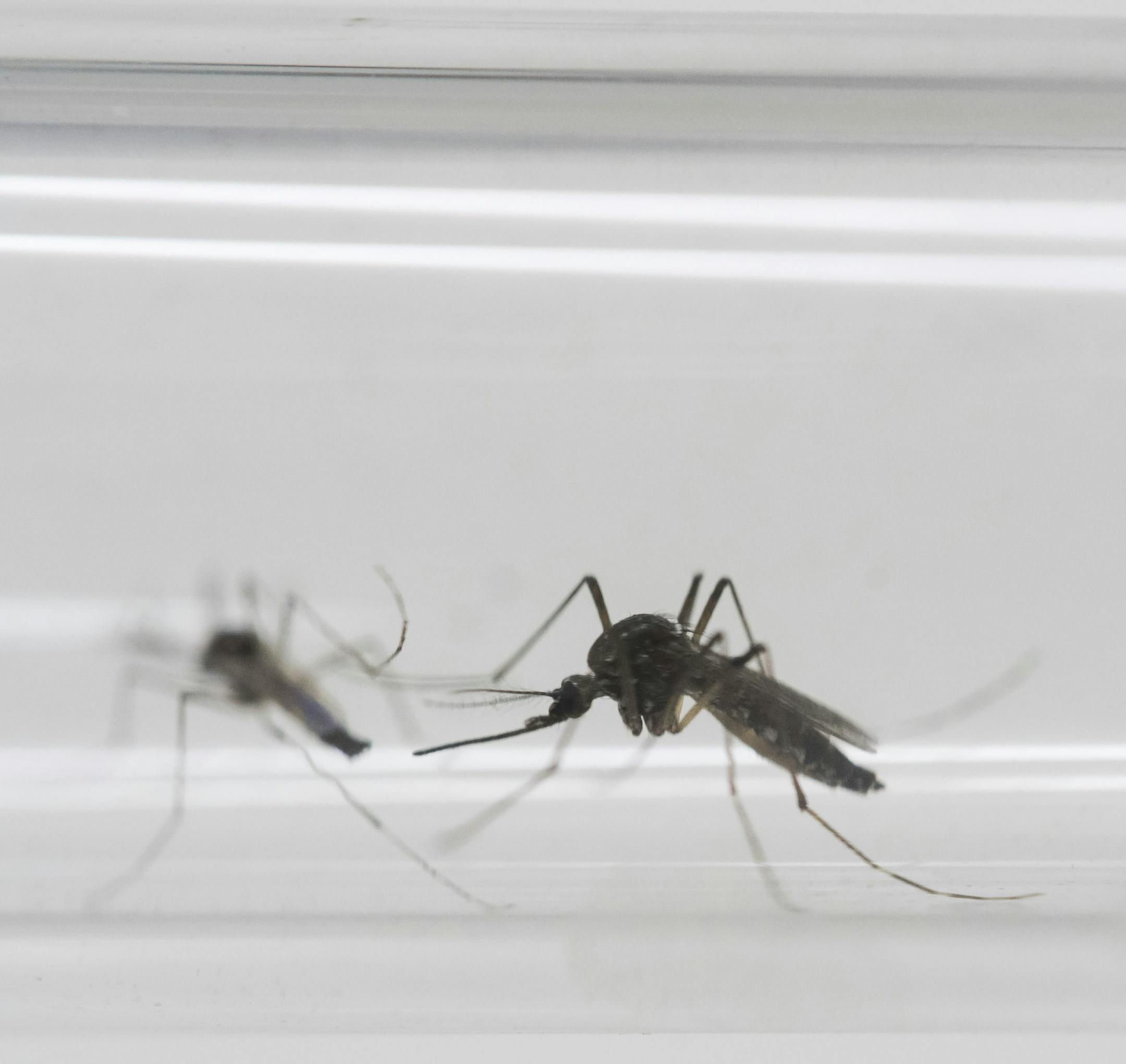 In this Monday, May 23, 2016 photo, Aedes aegypti mosquitos sit inside a glass tube at the Fiocruz institute where they have been screening for mosquitos naturally infected with the Zika virus in Rio de Janeiro, Brazil. According to a report released by the Centers for Disease Control and Prevention on Wednesday, July 13, 2016, the upcoming Olympic games are not likely to have a major impact on the spread of Zika virus, although four developing countries could face a substantially higher risk. (