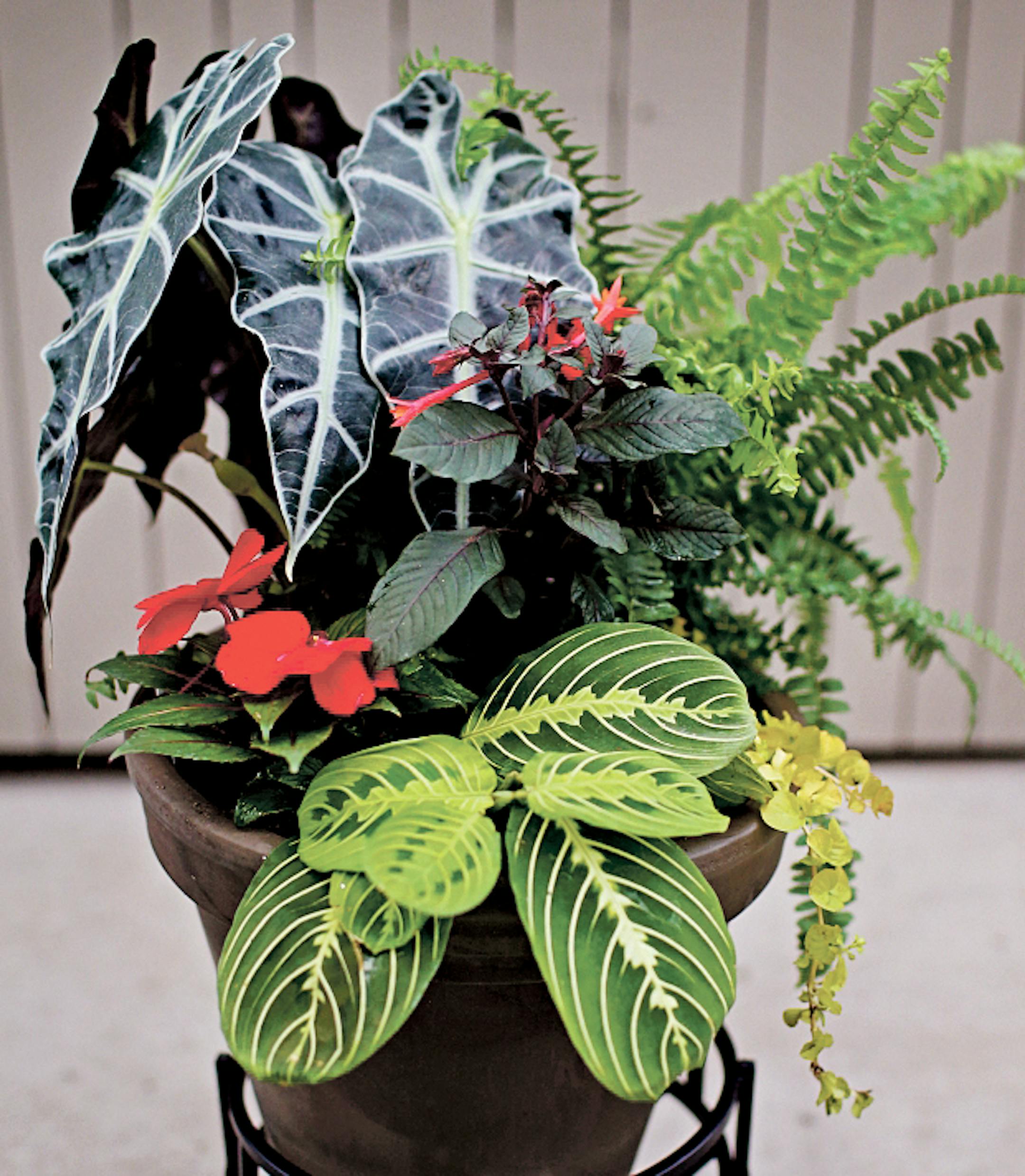 Tropicana fever: Shade container garden from Sunnyside Gardens DAVID JOLES •david.joles@startribune.com Sunny and shady container garden from Sunnyside Gardens.**,cq