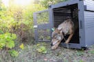 FILE - This Sept. 26, 2018, file photo provided by the National Park Service shows a 4-year-old female gray wolf emerging from her cage at Isle Royale