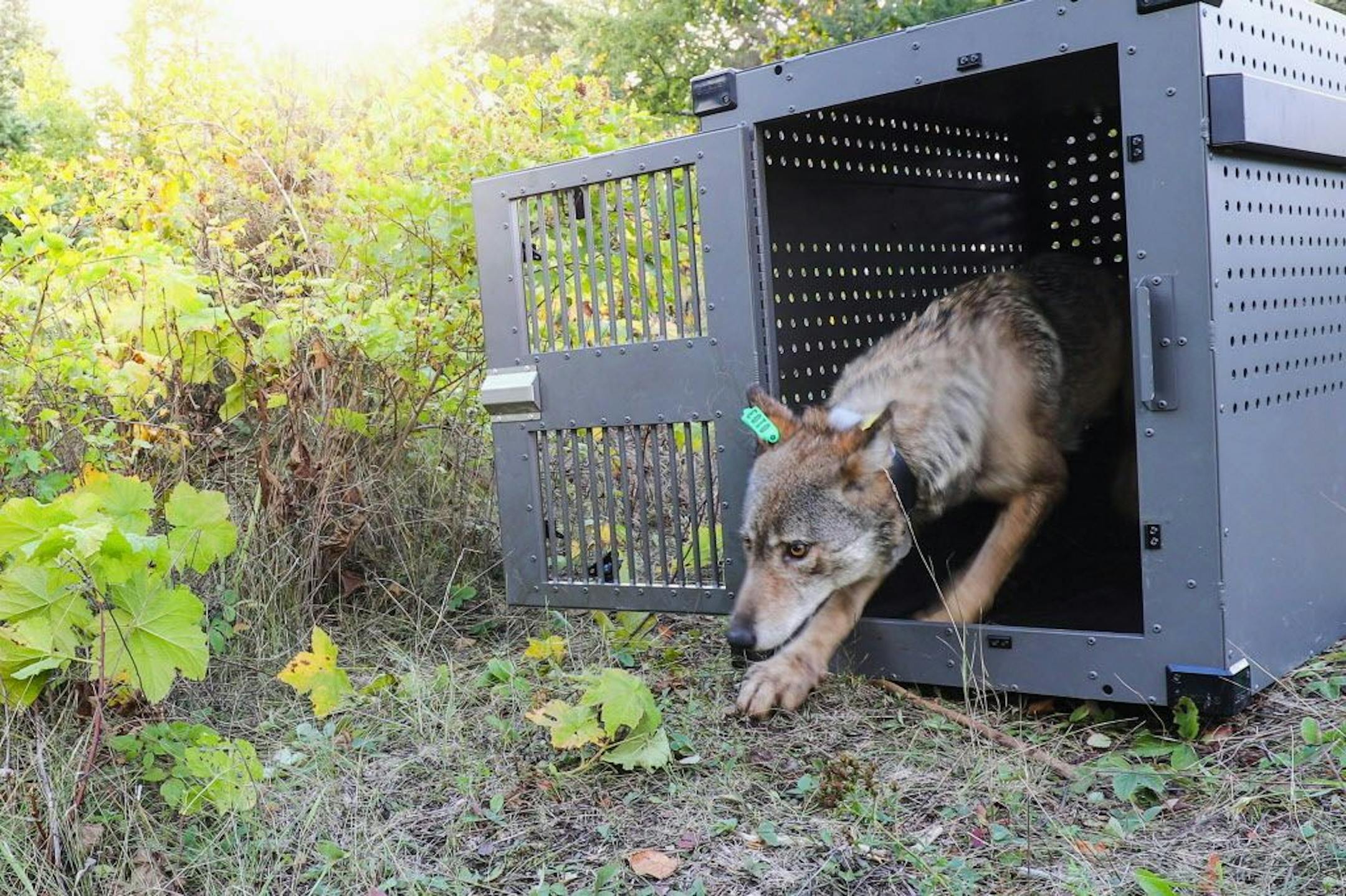 FILE - This Sept. 26, 2018, file photo provided by the National Park Service shows a 4-year-old female gray wolf emerging from her cage at Isle Royale National Park in Michigan. A gray wolf relocated from the Minnesota mainland to Isle Royale National Park this fall has died. The male wolf was among four taken to the Lake Superior island park as part of a multi-year effort to rebuild its declining wolf population. The other three relocated wolves are doing well.