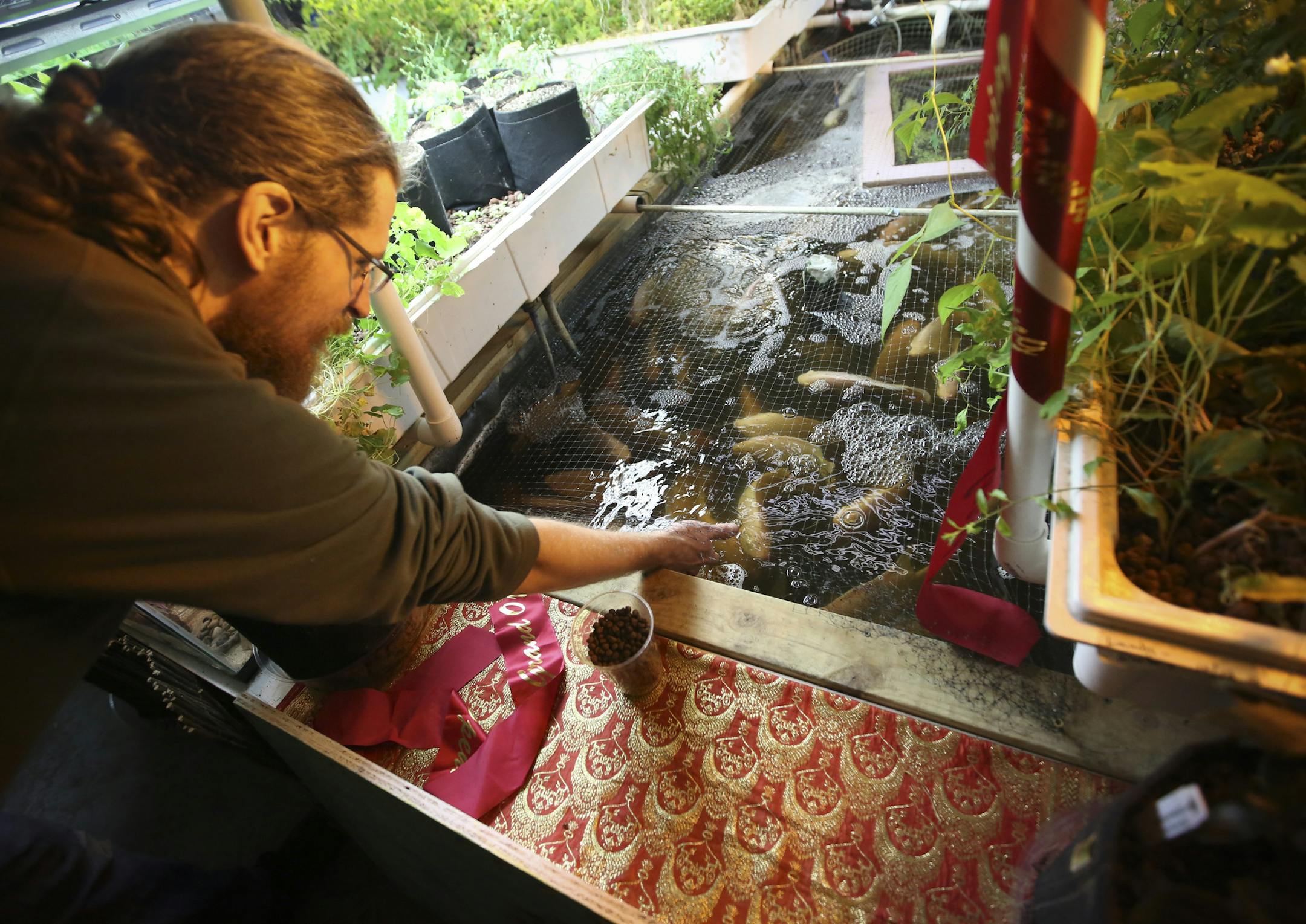 Kendrick Lund, who takes care of the fish and plants, fed the tilapia fish in the basement of Gandhi Mahal restaurant on Friday, March 6, 2015 in Minneapolis, Minn. This is likely the first restaurant fish farm in the state. ] RENEE JONES SCHNEIDER • reneejones@startribune.com