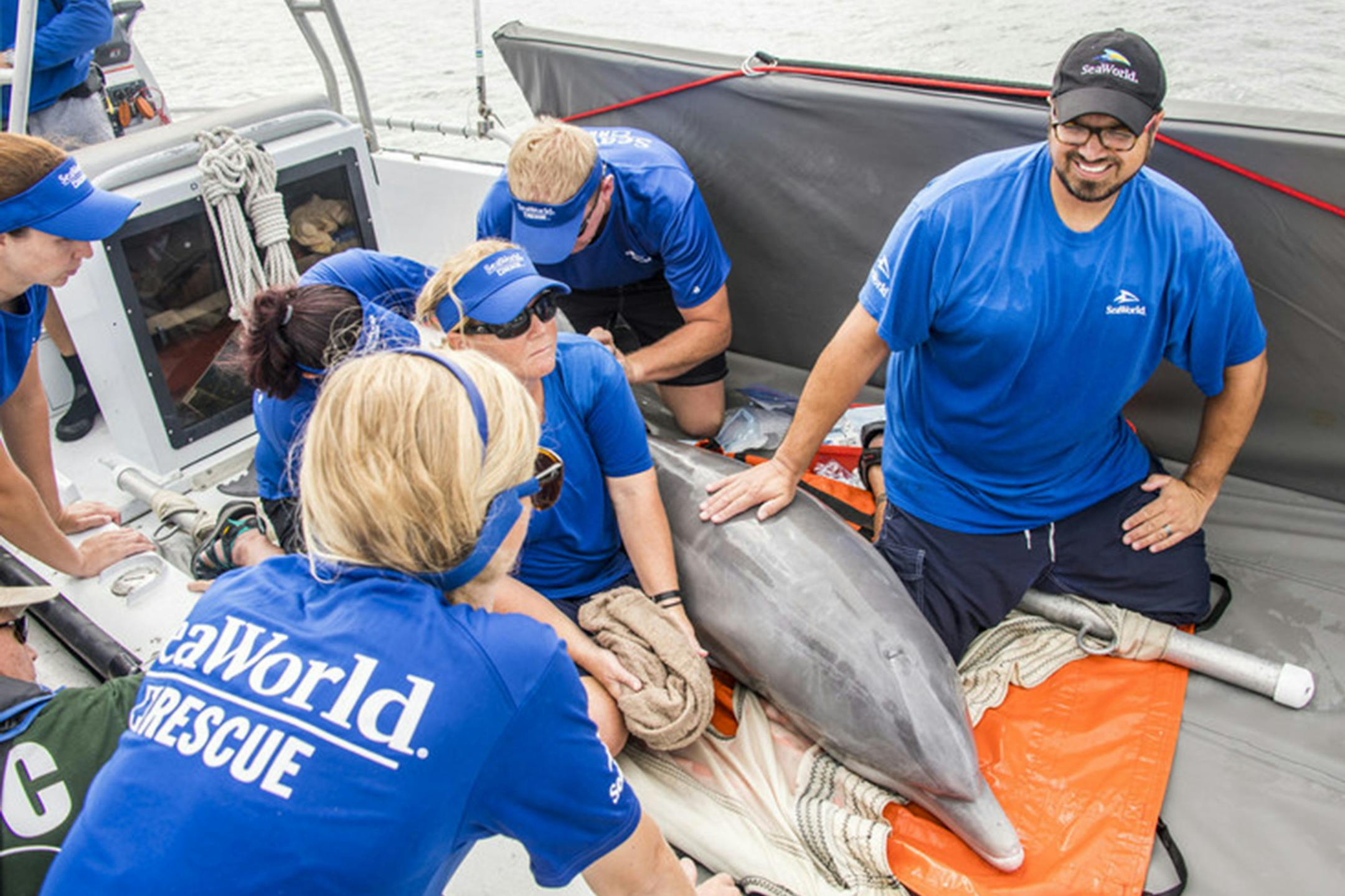 Members of the SeaWorld Orlando Rescue Team and the Georgia Aquarium Conservation Field Station, along with the Florida Fish and Wildlife Conservation Commission, returned "Sharkie" to the ocean near St. Augustine, Fla. following a four-month rehabilitation at SeaWorld Orlando. (SeaWorld Entertainment, Inc./PRNewsfoto)