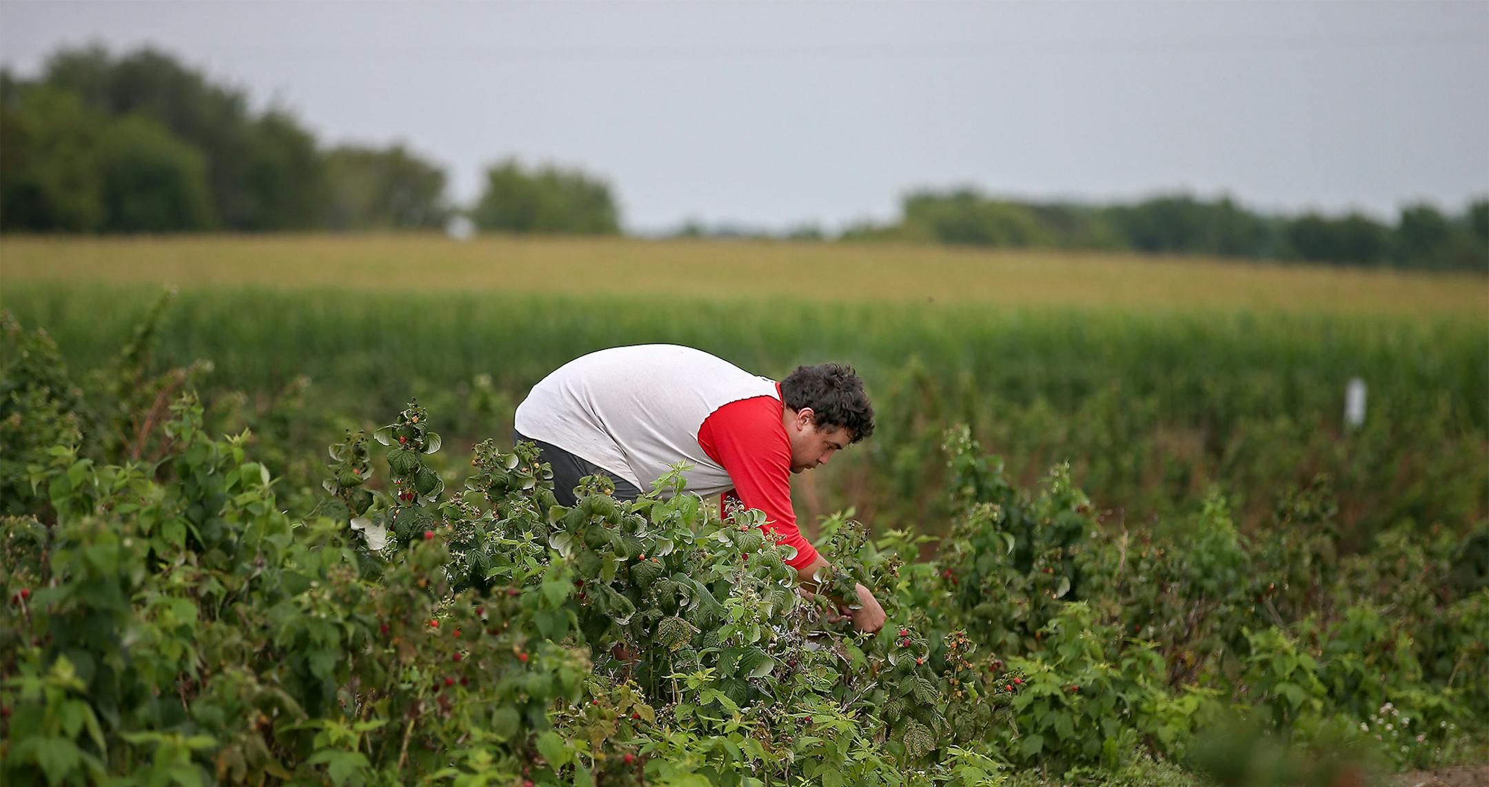 Marshal Robinson picked aspberries at Knaptson Orchards, Thursday, August 4, 2014 in Greenfield, MN. ] (ELIZABETH FLORES/STAR TRIBUNE) ELIZABETH FLORES • eflores@startribune.com