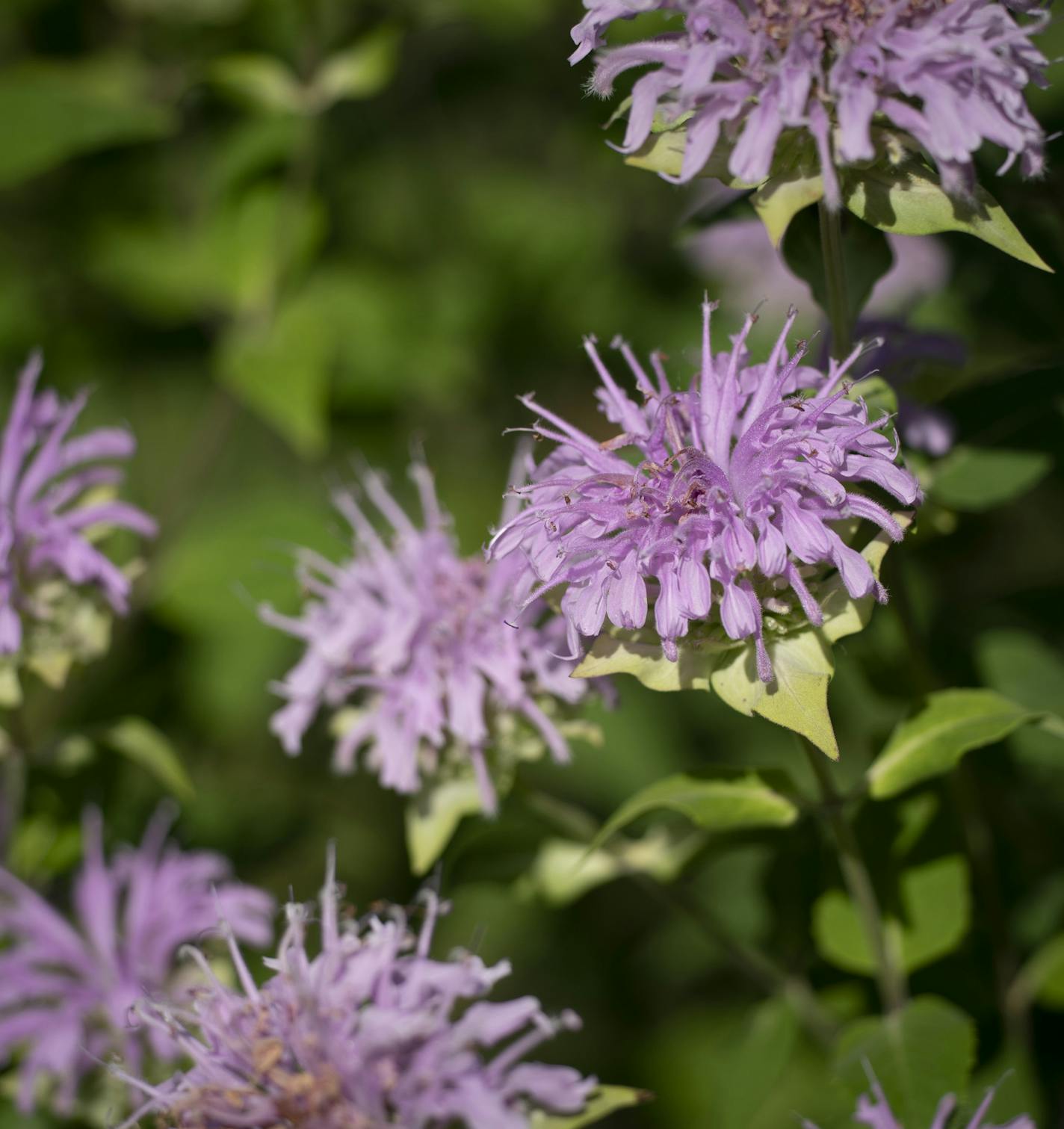 Bee Balm in Dan Schultz's wildlife habitat in his yard at his home in Minneapolis, Minn. Friday, July 12, 2019. Schultz, along with the Longfellow Community Council and the National Wildlife Federation, leads a volunteer effort to have the greater Longfellow area become the first in Minnesota to be a Certified Wildlife Community. The effort, which started in 2016, aims to have 150 private yards, four schools and four common areas, such as churches and business properties, earn wildlife habitat s