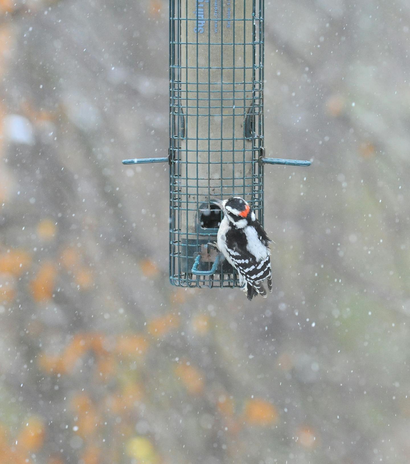 A downy woodpecker eats feeder seeds.