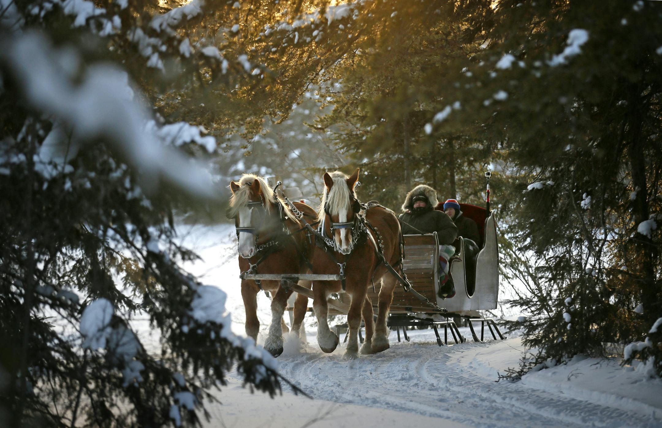 For 20 years, Mark and Nancy Patton and their extended family have been offering sleigh rides through their Gunflint Trail property, attracting visitors from all over the US and over 40 countries to enjoy the Northern Minnesota winter. ] Minnesota -State of Wonders, Arrowhead in Winter BRIAN PETERSON • brian.peterson@startribune.com Grand Marais, MN 2/14/2014