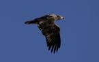 An immature bald eagle flew over the St. Croix River early on an April morning near Wild River State Park.
