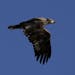 An immature bald eagle flew over the St. Croix River early on an April morning near Wild River State Park.
