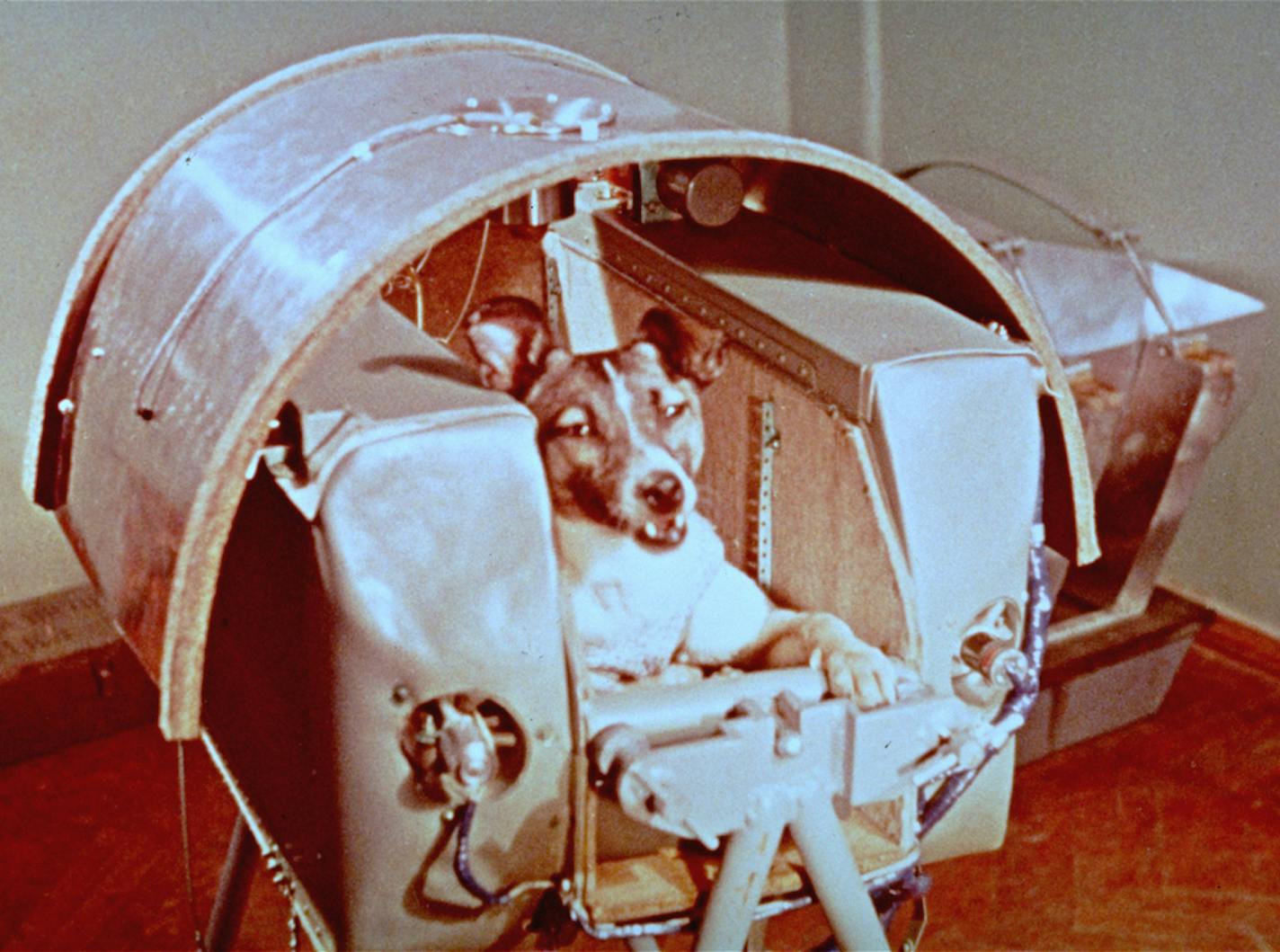 ** FILE ** A view of Laika, Nov. 5, 1957, the female dog that Russian officials say is riding into outer space as a passenger aboard Sputnik II. Russian officials on Friday unveiled a monument to Laika, a mongrel dog whose flight to space more than 50 years ago paved the way for human space missions. The small monument is located near a military research facility in Moscow that prepared Laika's flight to space on Nov. 3, 1957. It features a dog standing on top of a rocket. (AP Photo/NASA) ORG XM