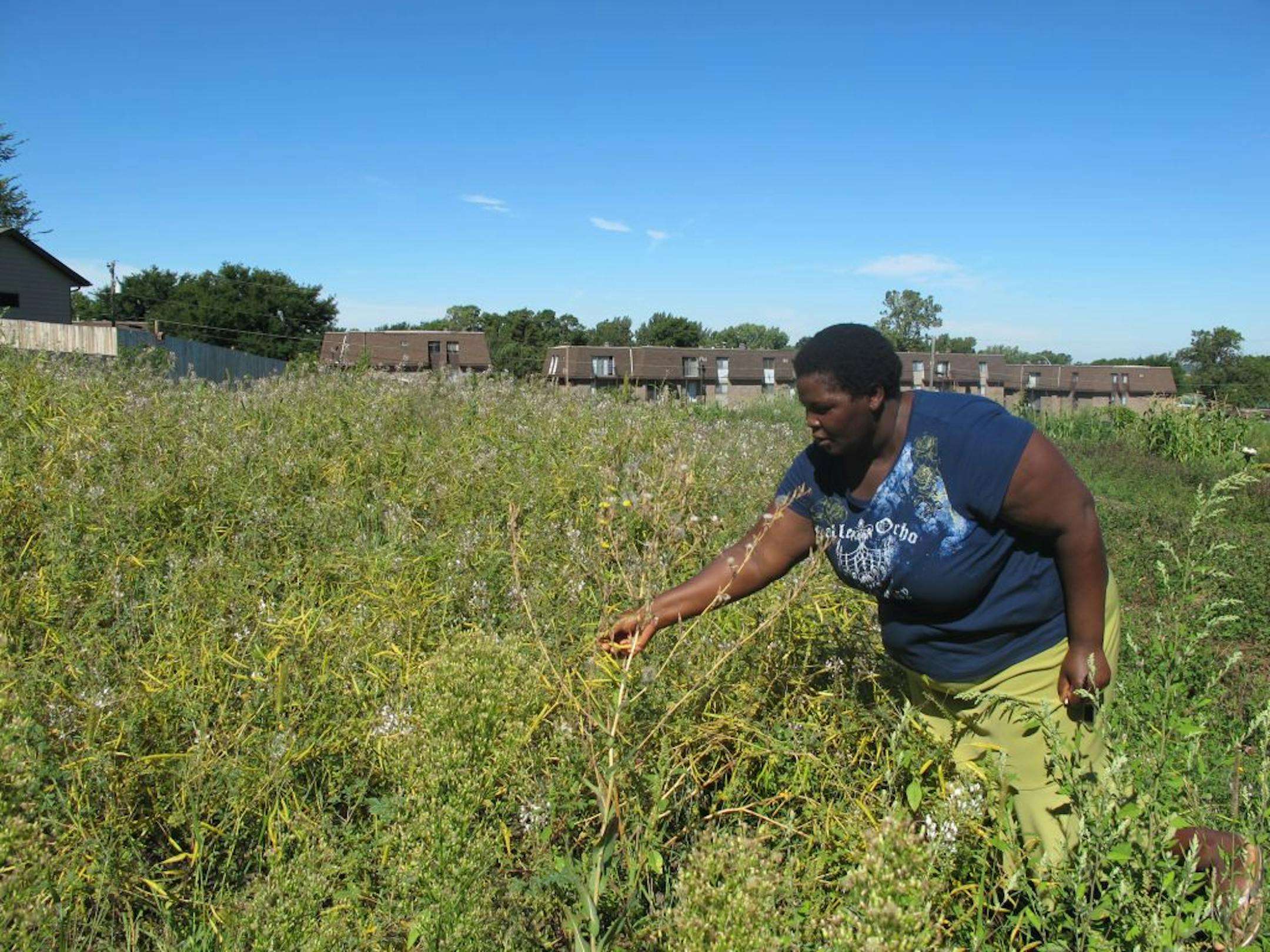 Sarah Nyakeri tends to the spider plants at the community garden at International Outreach Church in Burnsville. The garden is home to a Kenyan women�s farming project, allowing women like Nyakeri to grow Photo by Katie Humphrey