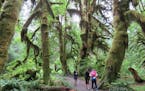 Photos by Lisa Meyers McClintick Olympic National Park&#xed;s mild temperatures and up to 14 feet of rain have nurtured the nation&#xed;s most colossa